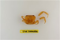 藏品(拉氏清溪蟹)的圖片